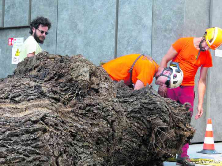 Quercia morta spostata per salvare i coleotteri che la abitano