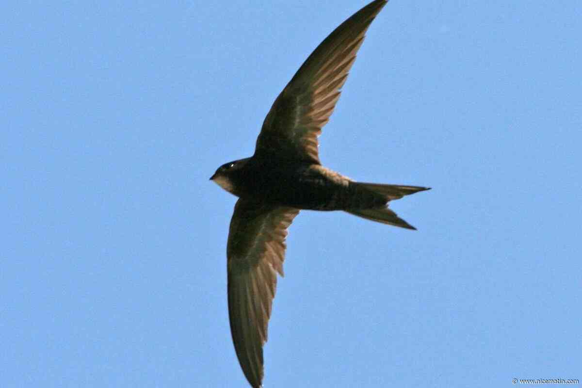 Il se nourrit, boit et dort en volant : connaissez-vous le martinet, célébré à Toulon samedi ?