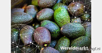 Overzicht wereldmarkt avocado's