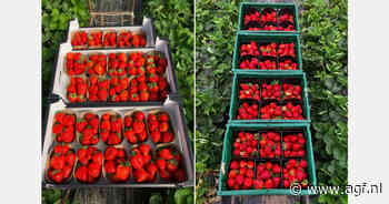 "Normaal moet ik aan de markt trekken, maar dit jaar juist eerder aan de aardbeien"