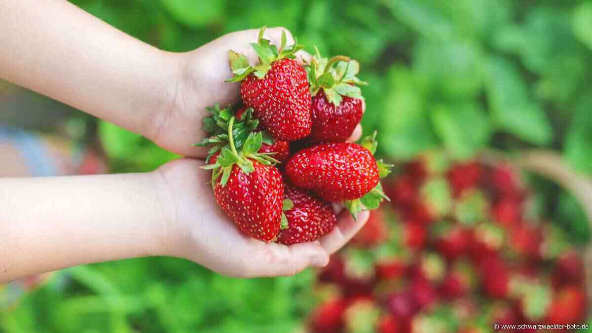 Saisonstart in Calw: Hier kann man  Erdbeeren  selber pflücken