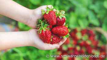 Saisonstart in Calw: Hier kann man  Erdbeeren  selber pflücken