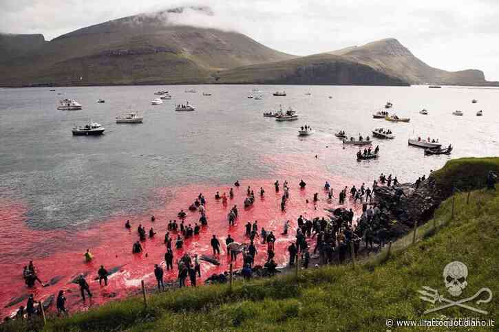 “Massacrati in modi barbari, gridano dal dolore. Sono costretti a nuotare nel sangue dei loro familiari”: la denuncia degli ambientalisti sulla mattanza di 706 cetacei alle Isole Faroe