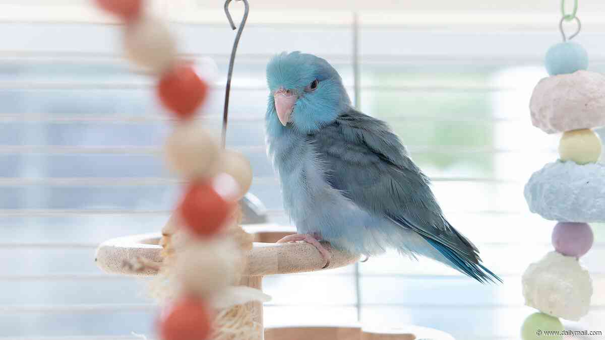 Masturbation in birds is 'natural', scientists say - with avians often using toys and twigs for self-pleasure