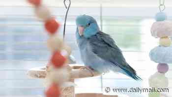Masturbation in birds is 'natural', scientists say - with avians often using toys and twigs for self-pleasure