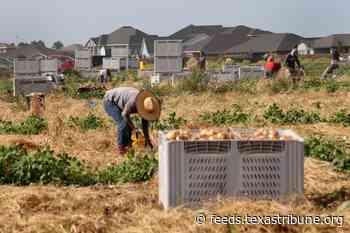 Parkinson’s disease is consistently linked to pesticide exposure, putting Rio Grande Valley farmworkers at risk
