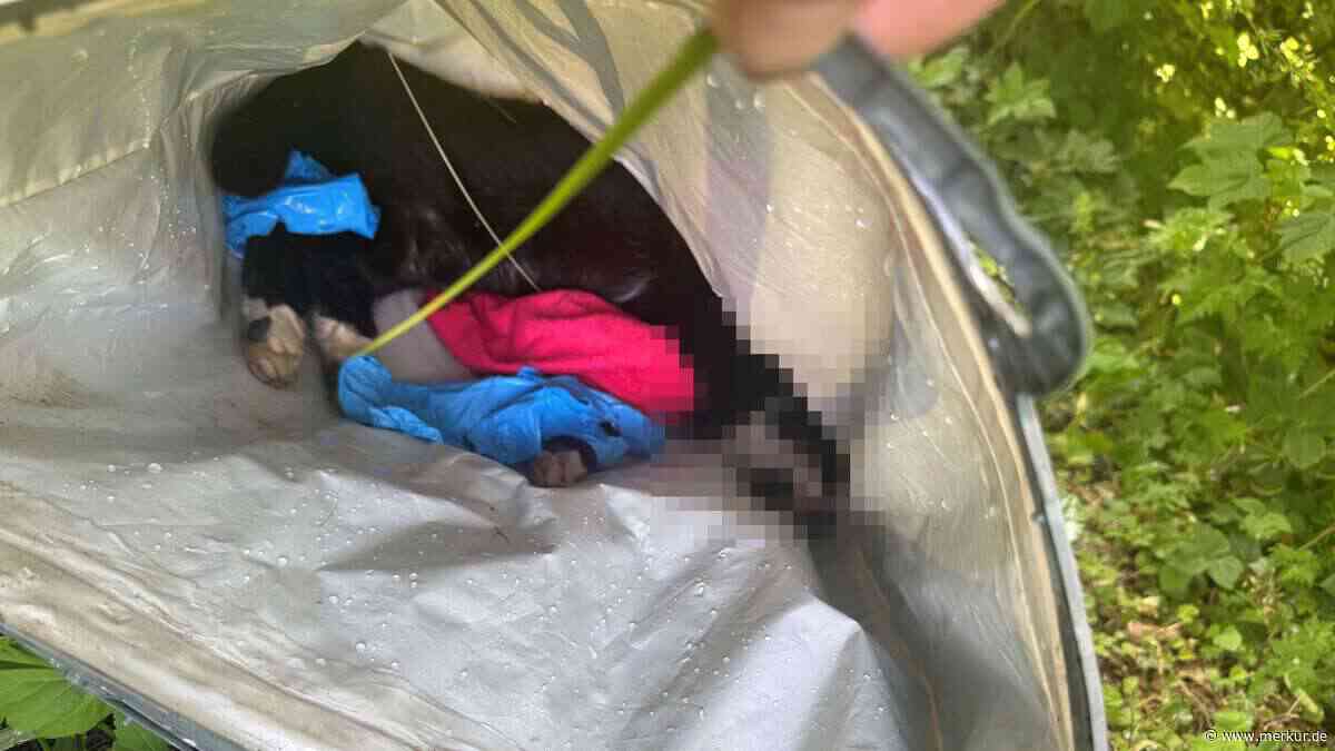 Spaziergänger findet tote Katze in Plastiktüte im Bach