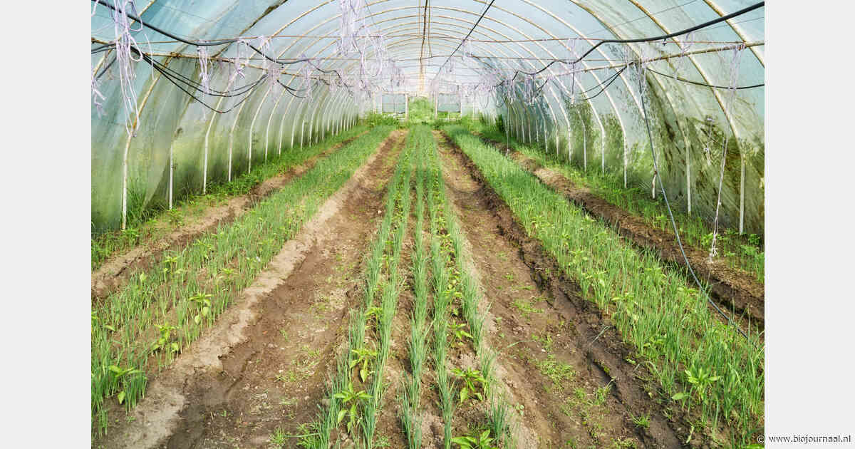 Onderzoek: systeem houdt groei biologische groenteteelt in Vlaanderen tegen