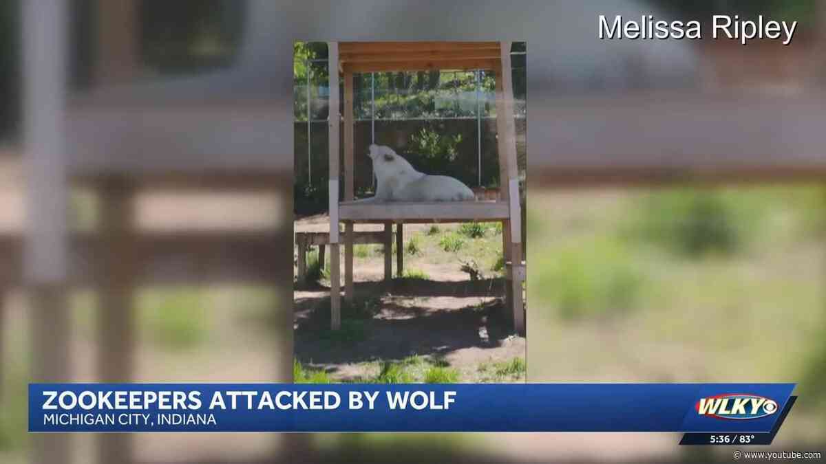 Indiana zookeepers recovering after being attacked by wolf