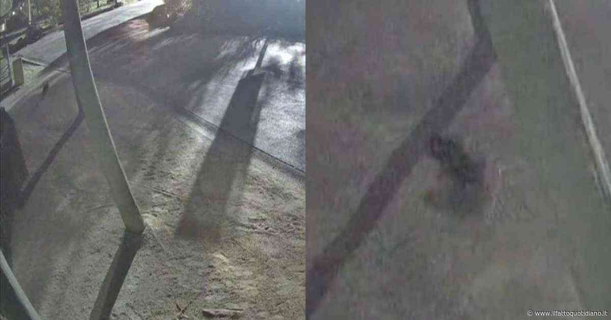 Diavolo della Tasmania fugge di notte dal parco: scatta la caccia alla femmina “Mary” – IL VIDEO