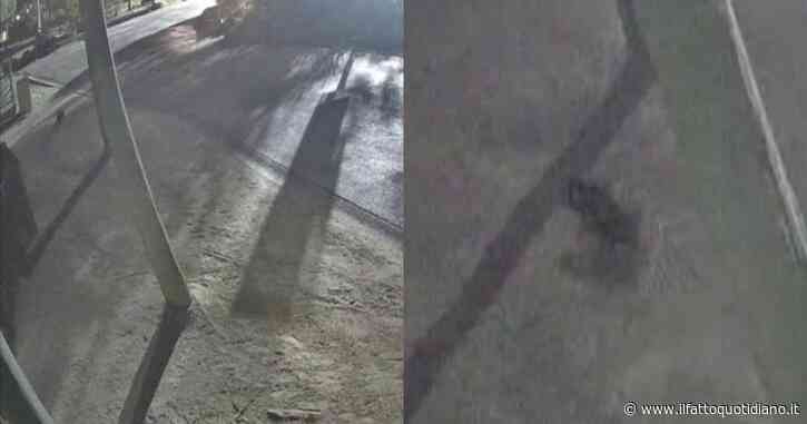 Diavolo della Tasmania fugge di notte dal parco: scatta la caccia alla femmina “Mary” – IL VIDEO
