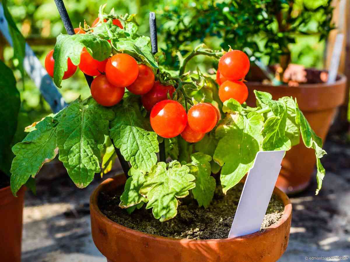 Growing Things: How to get the most out of your small-space garden