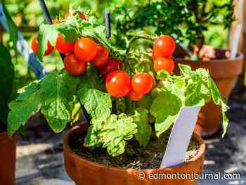 Growing Things: How to get the most out of your small-space garden