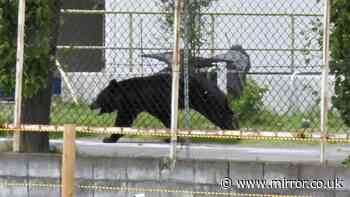'Extremely intelligent' bear that can open windows attacks four in Japan