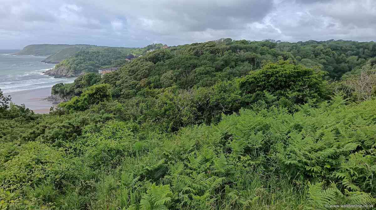 Rare ancient woodland near popular Swansea beach put forward for special status
