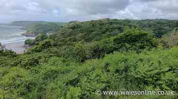 Rare ancient woodland near popular Swansea beach put forward for special status
