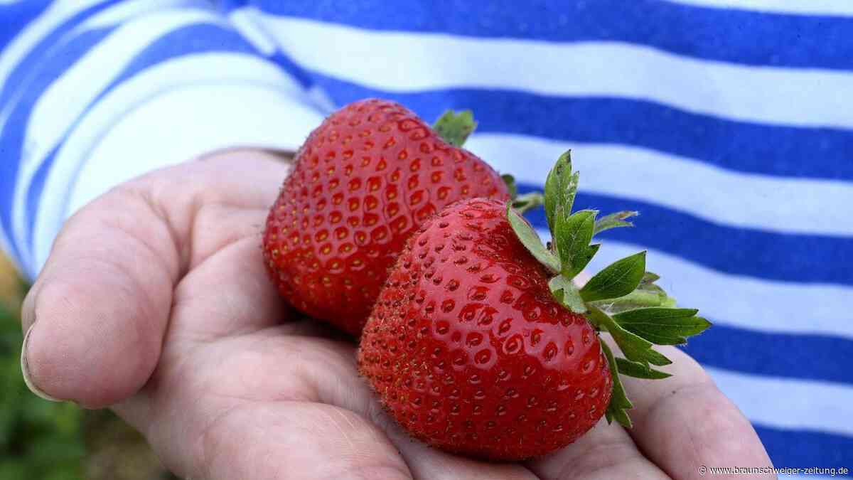 Ab aufs Erdbeer-Feld: Hier können Sie rund um Braunschweig Erdbeeren pflücken