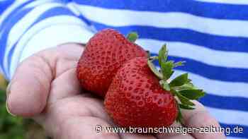 Ab aufs Erdbeer-Feld: Hier können Sie rund um Braunschweig Erdbeeren pflücken