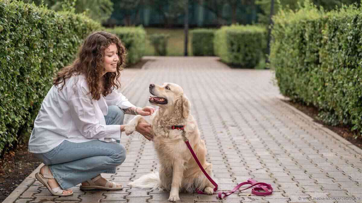 Unseriöse Hundetrainer: 5 Warnsignale, die Experten fassungslos machen