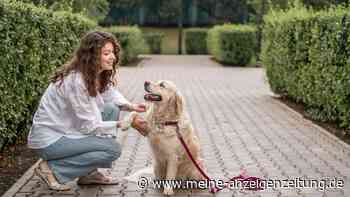 Unseriöse Hundetrainer: 5 Warnsignale, die Experten fassungslos machen