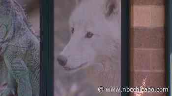 Wolf attack leaves 2 zookeepers hurt, with firefighters having to rescue worker