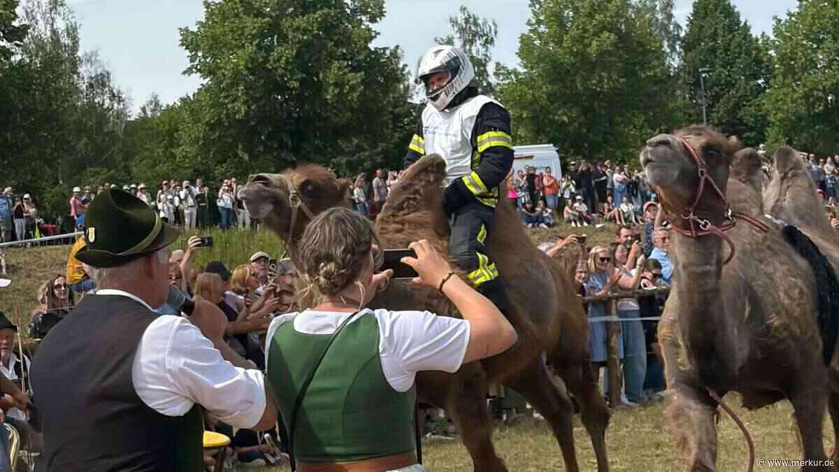 Tierisches Rennen: Kamel Ahmed gewinnt gegen Ochse Elvis