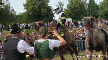 Tierisches Rennen: Kamel Ahmed gewinnt gegen Ochse Elvis