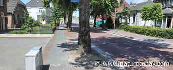Verdwijnt de straatboom uit ons landschap?