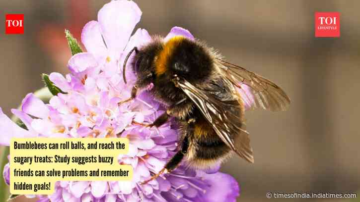Bumblebees can roll balls, and reach the sugary treats: Study suggests buzzy friends can solve problems and remember hidden goals!