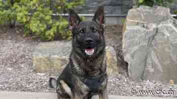 Man suing Prince George RCMP after alleged unprovoked police dog attack