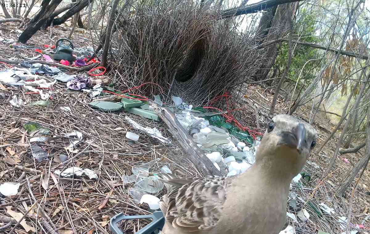 Meer glas dan groen: prieelvogels in de stad bouwen hun priëlen vooral met ons afval