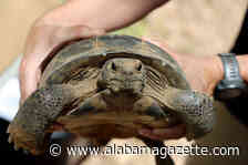 WFF, 68 Ventures Team Up to Relocate Gopher Tortoises