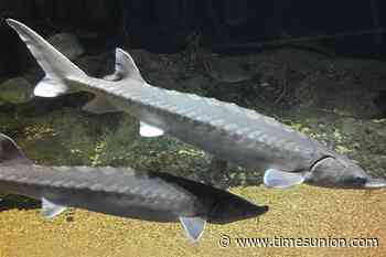 Researchers record 'thunder' of Hudson River sturgeon for first time