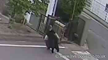 Bear on loose escapes police by jumping through windows and turning on taps on the way