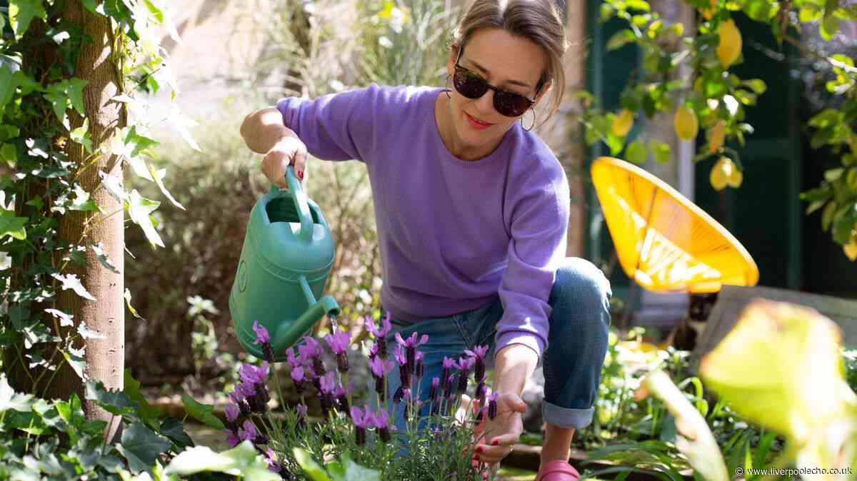 Lavender will thrive in your garden if you add 1 ingredient to soil now