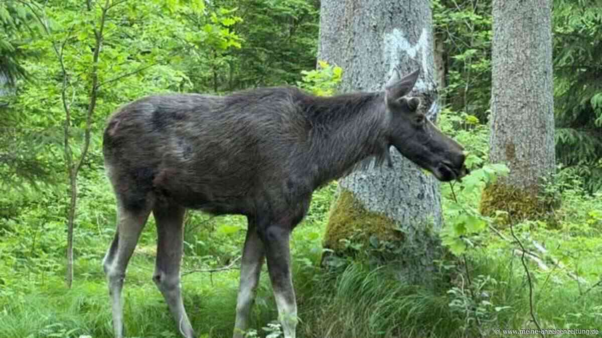 „Etwas schiefgelaufen“: Abschuss-Sorge um verschwundenen Elch Emil