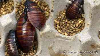 'Cockroach kingpin' caught with 100,000 illegal exotic bugs in £100k black market breeding scheme
