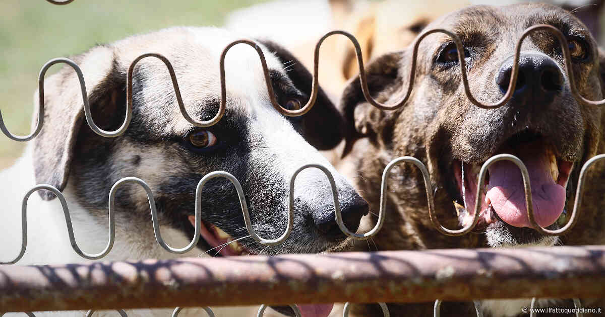 Morti tre cani al World Dog Show di Bologna: chiusi nel furgone per ore senza cibo e acqua. Due persone sono state denunciate per maltrattamento di animali