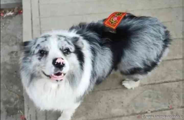 “Rapito, ucciso e poi mangiato”: il cane influencer Chutou scompare nel nulla mentre il proprietario è all’estero, poi la scoperta choc