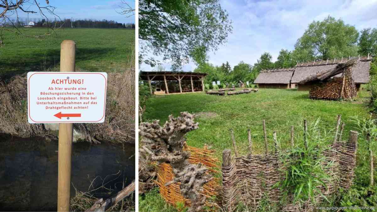 Wenn Biber und 6000 Jahre alte Pfahlbauten aufeinandertreffen