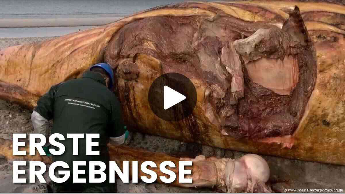 Buckelwal-Video: Obduktion von Timmy – was Experten jetzt wissen