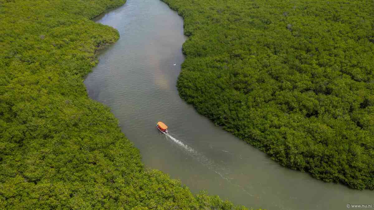 Wereldwijd herstel van mangrovebossen is goed nieuws voor het klimaat