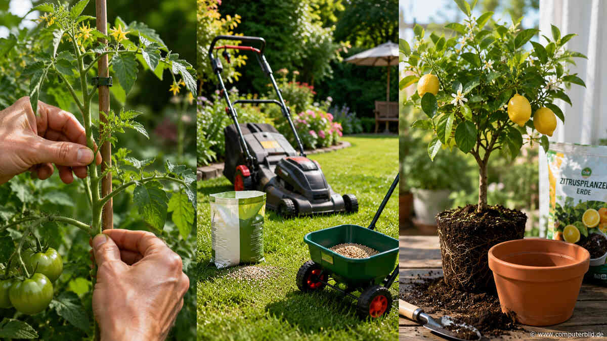 Diese Gartenarbeiten sind im Juni besonders wichtig
