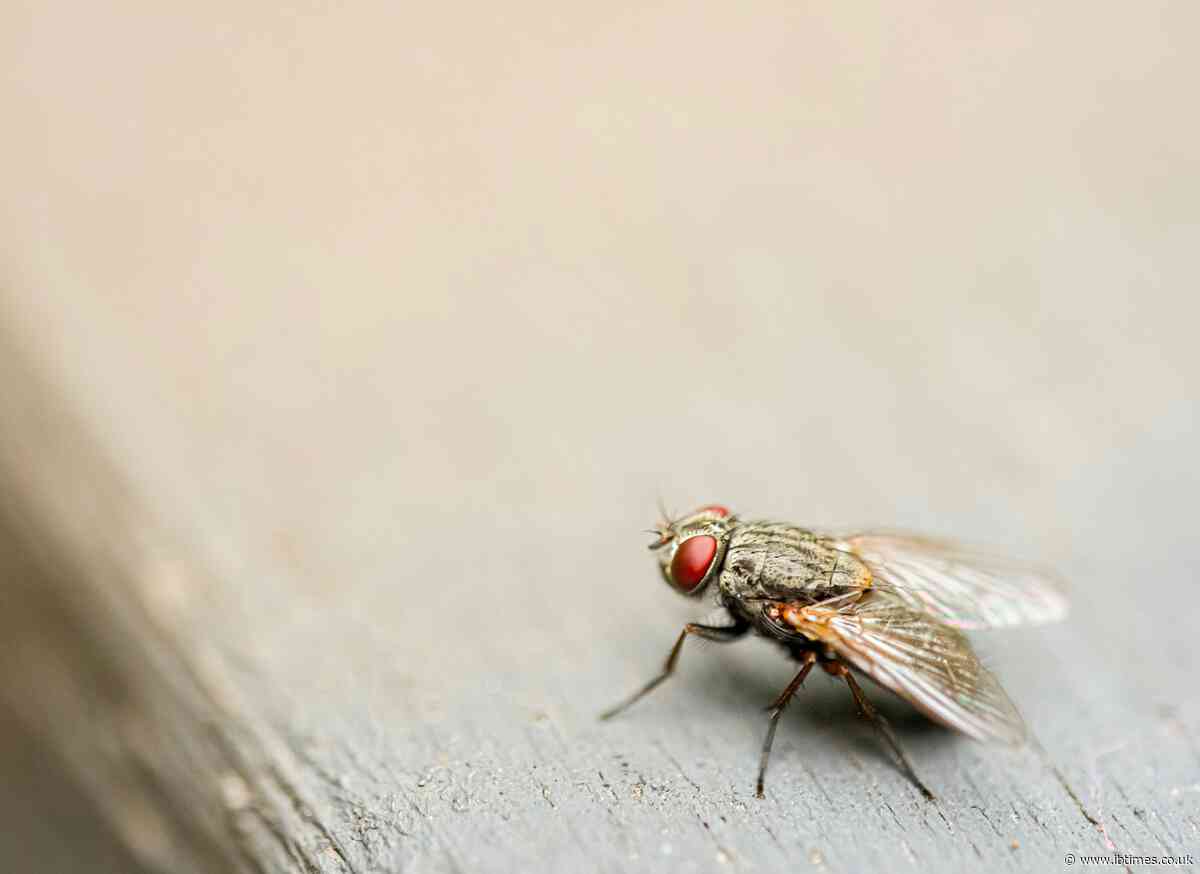 Flesh-Eating Parasite Returns to US After 60 Years, Sparking Emergency Plan