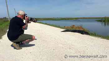 From ‘dead lake’ to wildlife paradise, Lake Apopka’s remarkable comeback draws crowds
