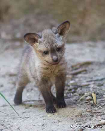 Fort Wayne Zoo's bat-eared fox gives birth to 5 kits