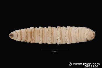 LIVE: Abbott to hold briefing on New World screwworm response