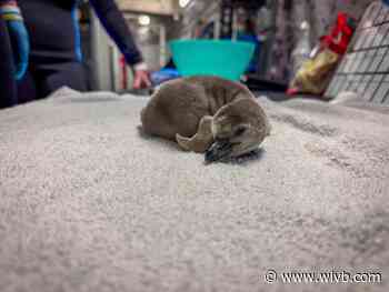 Help name baby penguin at Niagara Aquarium