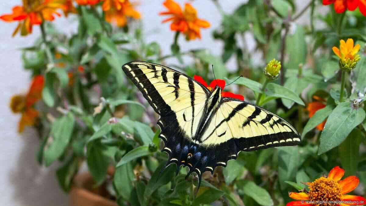 Mini-Schmetterlingsgarten im Topf: So pflanzen Sie ein einfaches Falter-Buffet