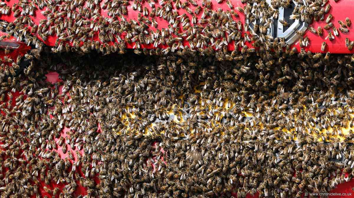Mystery as thousands of bees swarm man's car outside Tyneside bingo hall